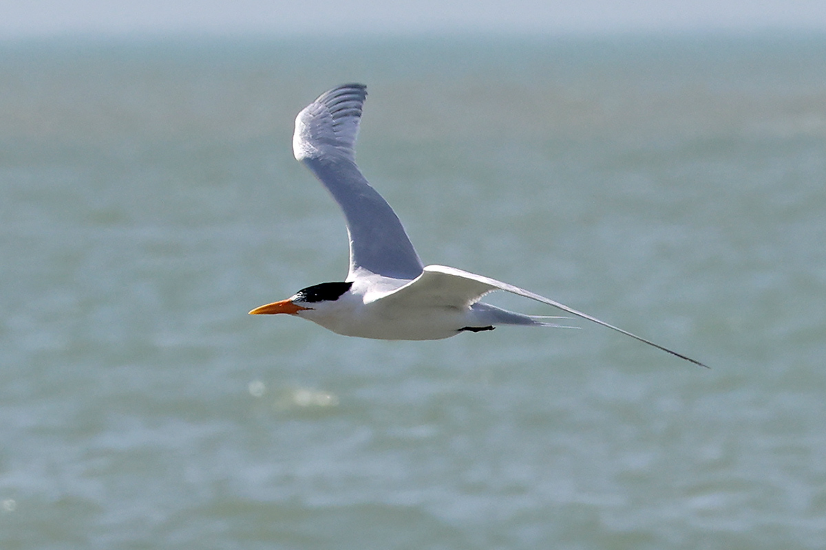 African Royal Tern
